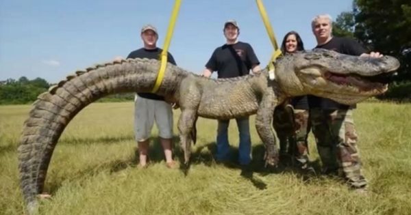 【育ちすぎ】遺伝子異常？あり得んくらいデカくなった生き物たちが怖すぎる