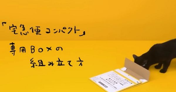 【ほっこり】クロネコヤマトのBOXをクロネコが組み立ててみたｗ