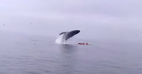 【超びっくり！】クジラが大ジャンプ！すぐ近くにカヤックがいたけど大丈夫…？