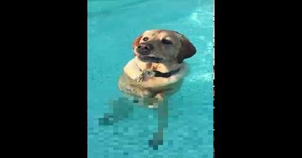 【足つくじゃん！】プールが意外と浅かったことに気づいた瞬間の犬ｗｗｗ