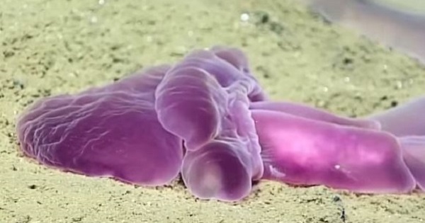 【海の神秘】深海って不思議！サカナクンも驚くびっくり生命体のオンパレードだ！