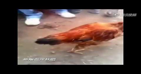 【そんな馬鹿な！！】首が無いのに動き回る鶏の衝撃映像！！