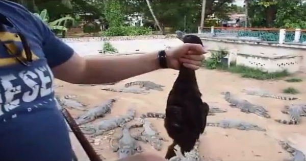 【動画】クロコダイルのいる動物園で生きたままの鳥を投げ込めるサービスが人気に...